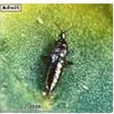 thumbnail for publication: Alligatorweed Thrips (Suggested Common Name) Amynothrips andersoni O'Neill (Insecta: Thysanoptera: Phlaeothripidae)